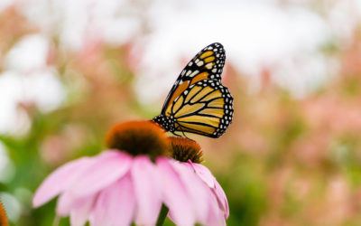 Happy Earth Day – Create Your Own Butterfly Habitat