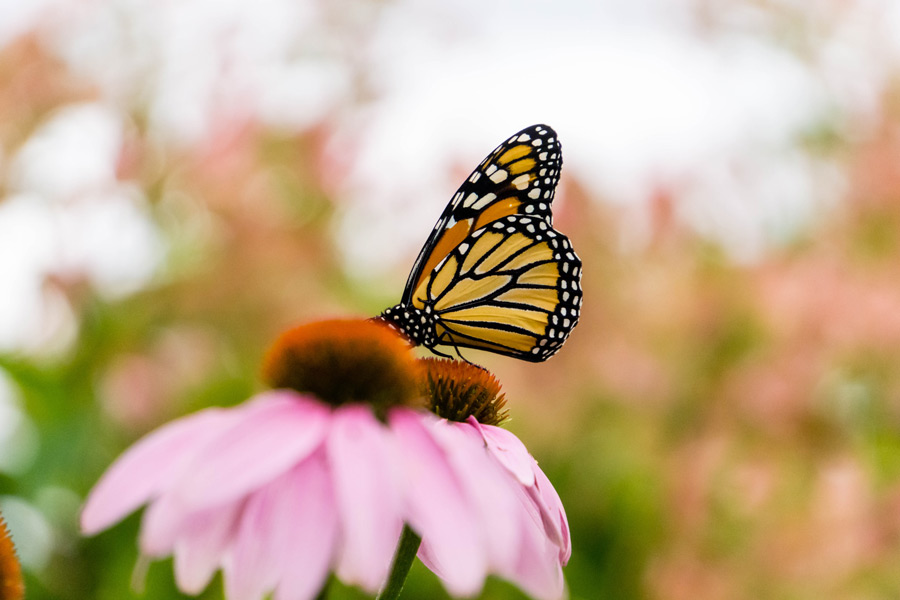 Happy Earth Day – Create Your Own Butterfly Habitat