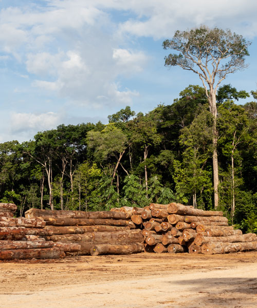 logging operations for ipe and other hardwoods in the Brazilian Amazon rainforest for mobile