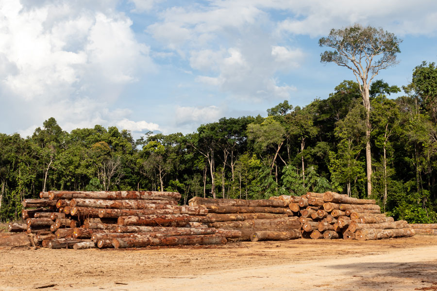 logging operations for ipe and other hardwoods in the Brazilian Amazon rainforest