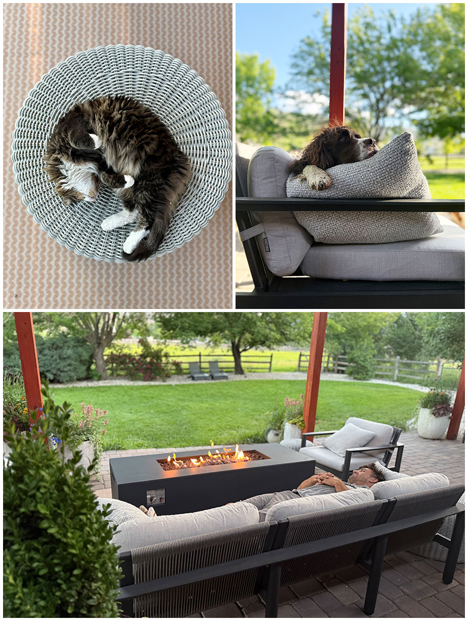 animal-farm cats, dogs and a man snoozing on outdoor furniture