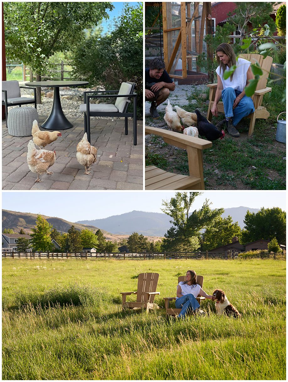 backyard-chickens backyard chickens and lounging on adirondack chairs